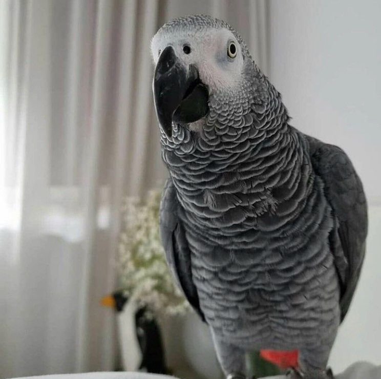 African Gray Parrot Breeder Ethical Quality Birds